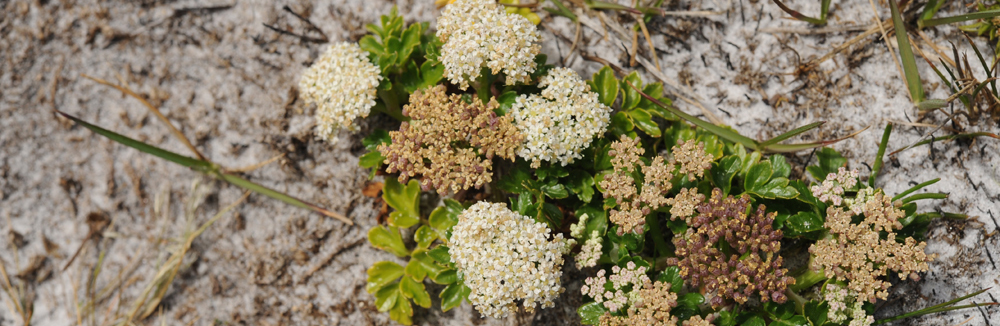 WILD CELERY Apium australe